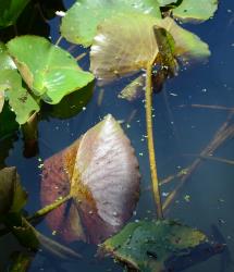 Nymphaea mexicana. Leaves, showing the red coloration of the underside of the leaf.
 Image: K.A. Ford © Landcare Research 2019 CC BY 3.0 NZ